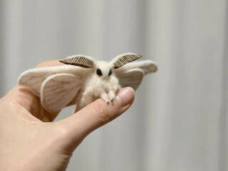 この蛾の名前を教えてくださいとてもかわいい カイコガは如 Yahoo 知恵袋