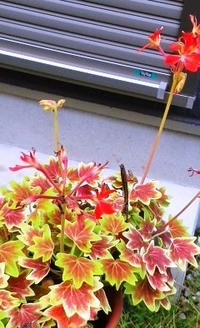 植木鉢の葉が紅葉した赤い花の植物名をおしえてください。 