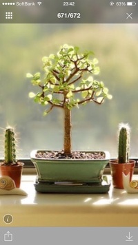 この小さな木のような植物は何という名前の植物でしょうか 教 Yahoo 知恵袋