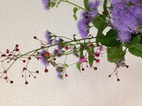 花の名前を教えてください 紫の花と 赤い実からなる ピンクの Yahoo 知恵袋