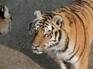 とにかくネコ科の動物はなんでも可愛いです 彼女らは どうしてそんなに可 Yahoo 知恵袋