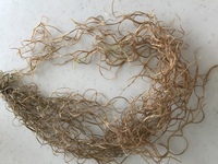 ウスネオイデスの束ねている部分の根元が所々 茶色くなってきてしまいます これは Yahoo 知恵袋