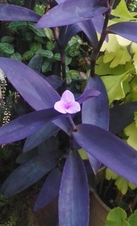 葉が紫でピンクの花を付けたこの植物の名前をおしえてください Yahoo 知恵袋