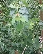 レモンの実が出来ないのですがどうしたら 剪定でしょうか 教えて Yahoo 知恵袋