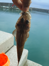 ワンピーススタンピードにフィッシャーズ出るのは知ってたけど どこの場 Yahoo 知恵袋