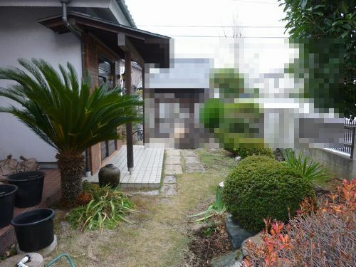 蘇鉄の伐採写真の蘇鉄を伐採して抜根したいのですが蘇鉄の根は大