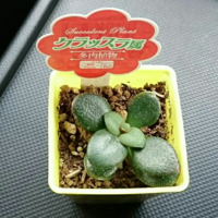 ダイソーで買ってきた 多肉植物 クラッスラ属と札が立っていますが Yahoo 知恵袋