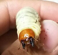 クワガタ幼虫種類判別お願いします コクワかヒラタですね Yahoo 知恵袋