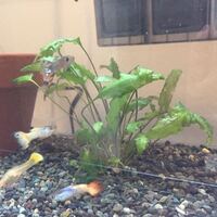 大磯砂に植え替えてから水草の元気がありません 鮮度のおちたレタスのよう Yahoo 知恵袋