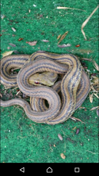 これは何ヘビですか 縦線があるのでシマヘビです 無毒で Yahoo 知恵袋