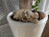 室内の観葉植物の根本から きのこが生えてきました しめじのよ Yahoo 知恵袋