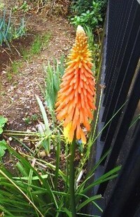 畑の端の背丈70cmほどのこの毒々しい赤黄色の花の植物の名前を教えて下 Yahoo 知恵袋