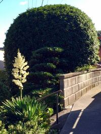花が咲かない植物は種子はどこからできますか 花が咲かない植 Yahoo 知恵袋