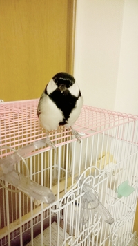 輸入野鳥の飼育についてこんにちは 日本のシジュウカラは禁止されて Yahoo 知恵袋