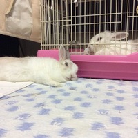 近々うさぎを部屋で放し飼いにしようと思っています その準備として以下のこと Yahoo 知恵袋