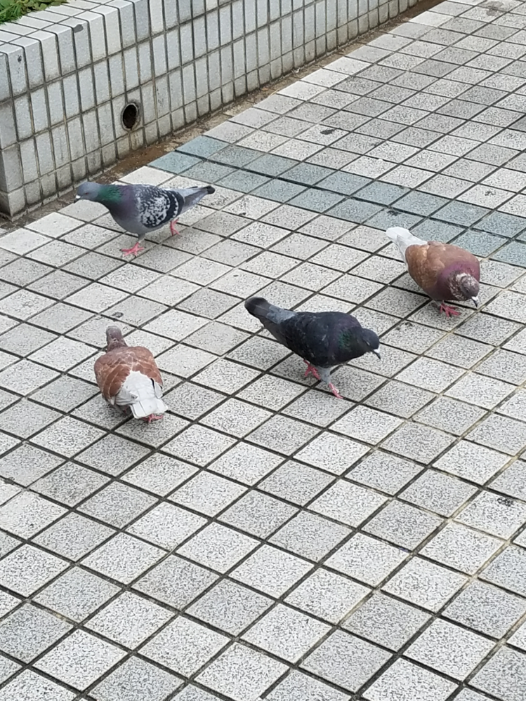 トム 鳩 頭 トップ 帽子 たばこ