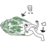 この生き物の名前を教えて下さい 水中生物で 苔を食べてました Yahoo 知恵袋