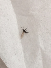この虫が今朝 屋根から大量に発生して困っています 住んで8年くらいになりますが 教えて 住まいの先生 Yahoo 不動産