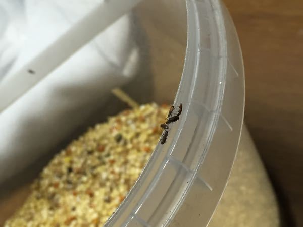 メジロの籠 餌入れ 虫 鳥籠の思い出 - 竹虎四代目がゆく！