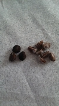 朝顔の種について 浜の混合 の種を収穫しました カラカラに乾いて茶色 Yahoo 知恵袋