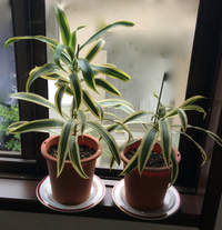 ドラセナソングオブインディアの上半分を切ったらどうなりますか 先 Yahoo 知恵袋