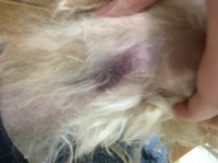 M ダックスフンドを飼ってます お腹に赤いアザ 内出血 みたいなのが 何箇所 Yahoo 知恵袋