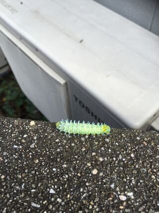 この虫 毒はありませんか 近所の家の木に 何十匹もいて Yahoo 知恵袋