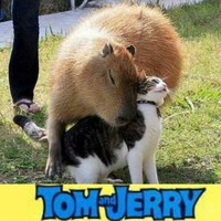 トムとジェリーではどっちが好きですか トムが好きな人は果たし Yahoo 知恵袋