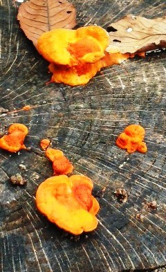 公園の切り株から生えるこのオレンジ色のキノコの名前をおしえて Yahoo 知恵袋