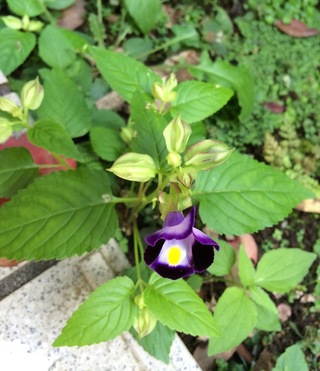 雑草の種類について質問です 家の庭に10月頃から見たことのない紫の花を Yahoo 知恵袋