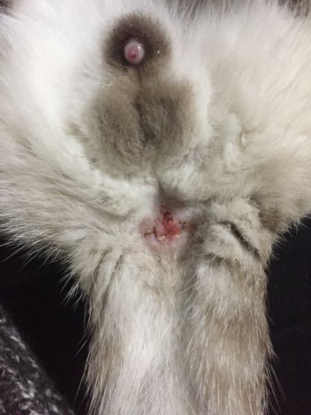 子猫が脱肛してます。これは至急病院に行ったほうが良いでしょうか 