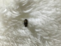 最近家の中で黒い小さい虫が大量発生してます なんの虫かわからないので対応に困っ 教えて 住まいの先生 Yahoo 不動産