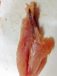 この黒い線は魚の寄生虫ですか 血のように見えます 動脈ではないで Yahoo 知恵袋