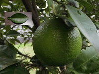 柑橘類の ゆず は英語で何と表現しますか 柚はjapan Yahoo 知恵袋