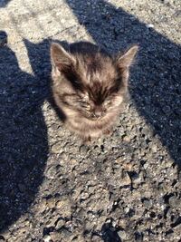 子猫の目やに涙やけについて質問です貰った子猫なんですが目やにと涙やけが Yahoo 知恵袋