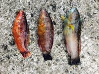 ベラ系の魚って毒とか持ってないですよね 今度釣れたら食べてみたいのですが Yahoo 知恵袋
