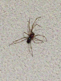 ふと壁を見たらこんなクモが居ました 普通の家蜘蛛とくらべて胴体は細く足 Yahoo 知恵袋