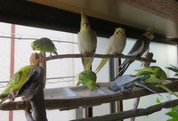 オカメインコフライトスーツについてオカメ三羽飼っています荒鳥 Yahoo 知恵袋