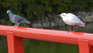 左は鳩だと思いますが 右側の白い鳥の名前を教えてください 先 Yahoo 知恵袋