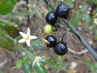 黒紫の実がなるこの植物は何でしょうか 実はブルーベリーよりも一回り小さ Yahoo 知恵袋