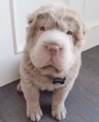 この犬の種類はなんですか シャーペイの子犬です Htt Yahoo 知恵袋