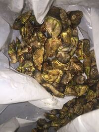 カメノテは生で刺身として食べられますか また 生で食べた時の味は Yahoo 知恵袋