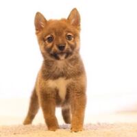 なぜ日本 のネットでは洋犬が不人気なのでしょうか 検索で 洋犬か Yahoo 知恵袋