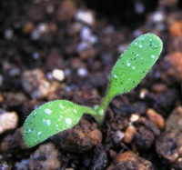 ネモフィラの本葉が見え始めたのですが同時に黒い点々も現れ始め Yahoo 知恵袋