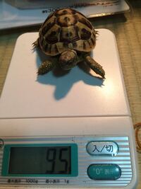 ヘルマンリクガメの餌の量について質問です このぐらいの子 Yahoo 知恵袋
