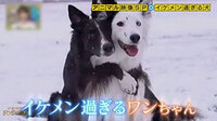 テレビ番組 アンビリバボー で紹介されていたイケメンすぎる犬 Yahoo 知恵袋