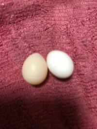 十姉妹が卵うみましたが色も大きさも違います 無精卵です Yahoo 知恵袋