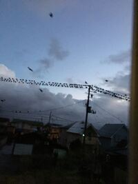 朝から屋根がドンドンうるさいと思ったら外にカラスが沢山いたのですがこん Yahoo 知恵袋