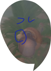 最近タニシを買ったのですが 体の色と違う透明のような白いもの Yahoo 知恵袋