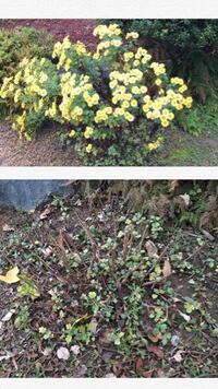菊の花のことでお聞きします 植えて５年くらいたちますが 毎年きれい Yahoo 知恵袋